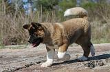 AKITA AMERICAIN 074